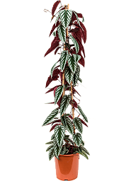 Striking Grape Ivy Cissus discolor Indoor House Plants