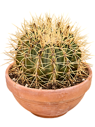 Cute Blue Barrel Cactus Ferocactus glaucescens Indoor House Plants