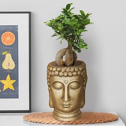 IDEALIST Lite Buddha Face Plant Pot Indoor