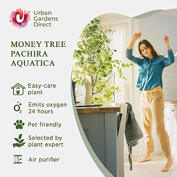Insta-friendly Money Tree Pachira aquatica Tall Indoor House Plants Trees