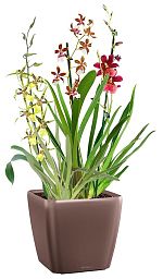 Blooming Orchids in LECHUZA QUADRO LS Self-watering Planter, Total Height 70 cm