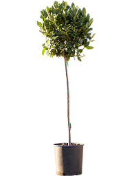 Lush Bay Tree Laurus nobilis