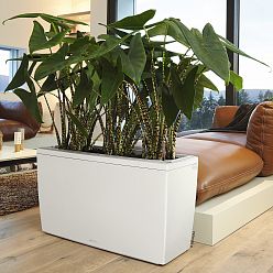 LECHUZA CARARO Trough Poly Resin Self-watering Planter