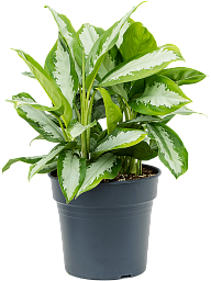 Striking Chinese Evergreen Aglaonema 'Diamond Bay' Indoor House Plants
