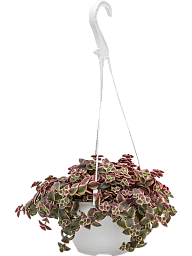 Cute Jade Plant Crassula marginalis Indoor House Plants