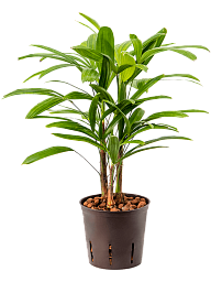 Tropical Lady Palm Rhapis excelsa Indoor House Plants