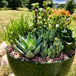 Plant Pot Toppers Stones Kalahari River Rocks