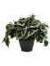 Fabulous Begonia masoniana 'Iron Cross' Indoor House Plants