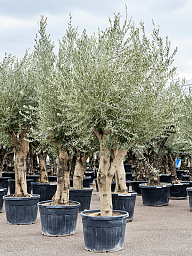 Showy Olive Olea europaea