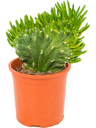 Vibrant Eve's Needle Cactus Opuntia subulata Indoor House Plants