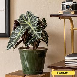 Striking Elephant Ear Alocasia 'Polly' Indoor House Plants