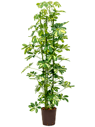 Delicate Umbrella Tree Schefflera arboricola 'Gold Capella' Indoor House Plants