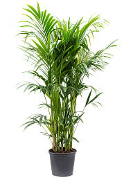 Lush Sentry Palm Kentia (Howea) forsteriana Indoor House Plants
