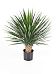 Yucca Rostrata Artificial Tree Plant