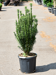 Lush Plum Yew Cephalotaxus harringtonii 'Fastigiata' Outdoor Plants