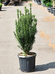 Lush Plum Yew Cephalotaxus harringtonii 'Fastigiata' Outdoor Plants