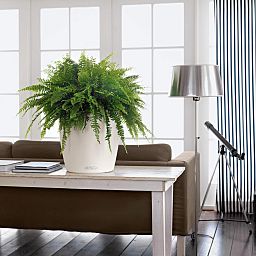 LECHUZA CLASSICO Color Round Poly Resin Self-watering Planter