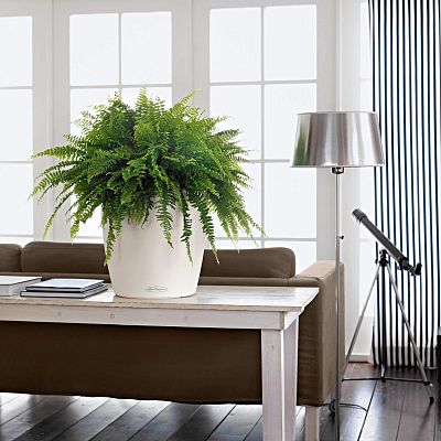 LECHUZA CLASSICO Color Round Poly Resin Self-watering Planter