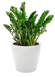 Zamioculcas in LECHUZA CLASSICO LS Self-watering Planter, Total Height 40 cm