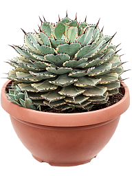 Easy-Care Kichiokan Agave potatorum 'Kichiokan' Indoor House Plants