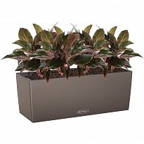 Potted House Plant Aglaonema Crete in LECHUZA BALCONERA Color Nutmeg S...