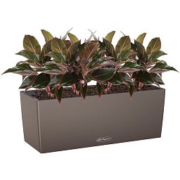 Aglaonema Crete in LECHUZA BALCONERA Color Self-watering Planter, Total Height 45 cm