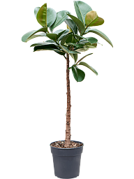 Lush Rubber Plant Ficus elastica 'Makana' Indoor House Plants