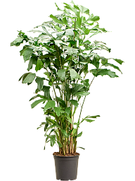 Lush Fishtail Palm Caryota mitis (650-725) Indoor House Plants