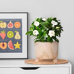 HORTICO GROWER Wooden House Planter with Legs, Indoor Plant Pot Stand with Waterproof Liner