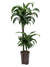 Insta-friendly Corn Plant Dracaena fragrans 'Dorado' Tall Indoor House Plants Trees