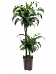 Insta-friendly Corn Plant Dracaena fragrans 'Dorado' Tall Indoor House Plants Trees
