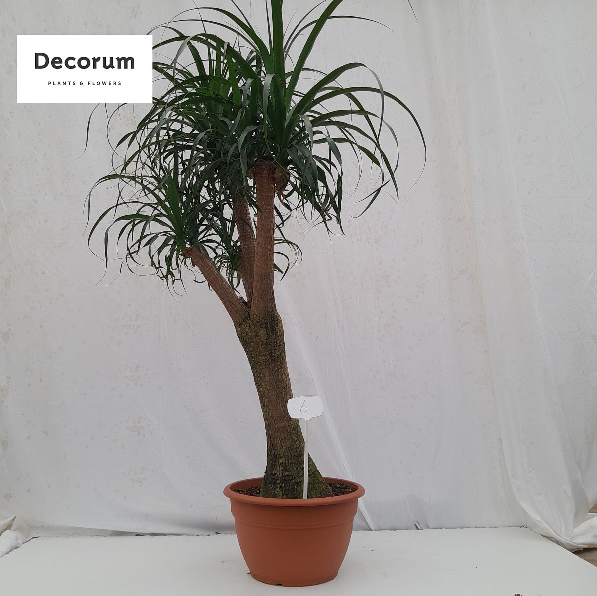 Beaucarnea vertakt
