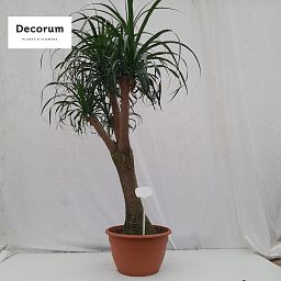 Beaucarnea vertakt