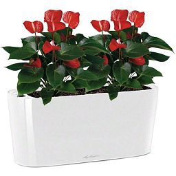 Blooming Anthurium Andraeanum Scarlet in LECHUZA DELTA Self-watering Planter, Total Height 45 cm