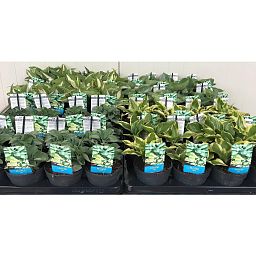 Hosta (Plantain Lily) Bush