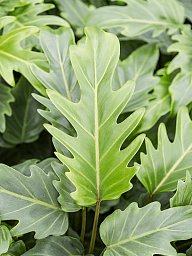 Lush Heart-Leaf Philodendron 'Xanadu Lemon' Indoor House Plants