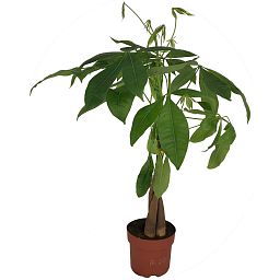 Insta-friendly Money Tree Pachira aquatica Tall Indoor House Plants Trees
