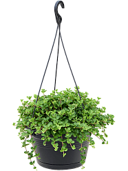 Easy-Care Jade Necklace Peperomia rotundifolia Indoor House Plants