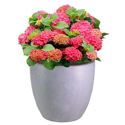 IDEALIST Lite Contemporary Light Concrete Egg Planter