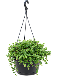 Easy-Care Jade Necklace Peperomia rotundifolia Indoor House Plants