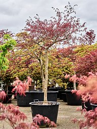 Acer pal. diss. 'Inaba-shidare'