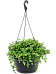 Easy-Care Jade Necklace Peperomia rotundifolia Indoor House Plants
