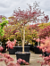 Acer pal. diss. 'Inaba-shidare'