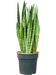 Sansevieria trifasciata 'Silver Mist'
