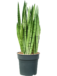 Sansevieria trifasciata 'Silver Mist'