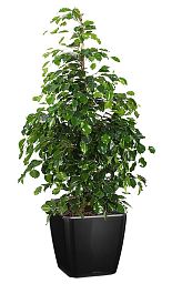 Ficus Benjamina Danielle in LECHUZA QUADRO LS Self-watering Planter, Total Height 120 cm