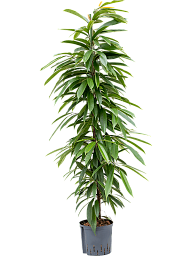 Lush Narrow-leaf Fig Ficus binnendijkii 'Amstel King' Tall Indoor House Plants Trees