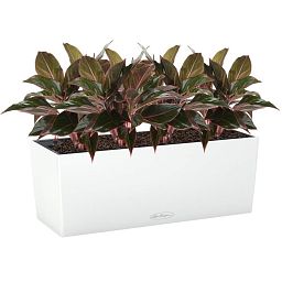Aglaonema Crete in LECHUZA BALCONERA Color Self-watering Planter, Total Height 45 cm