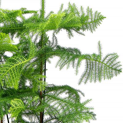 Norfolk Island Pine Araucaria heterophylla