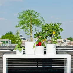 Fibrestone Matt Puk Round Planter by Idealist Premium Fibrestone Matt Puk Round Planter by Idealist Premium